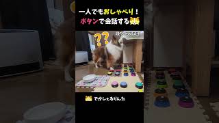 一人でもおしゃべり！ボタンで会話するシェルティ【会話ボタンでしゃべる犬】 #shorts  #dog