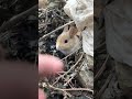 omg found adorable baby rabbit inside bushes