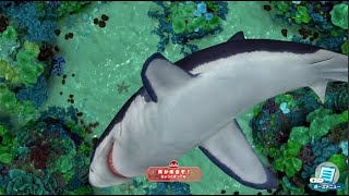 釣りスピリッツ 釣って遊べる水族館 【モンスタークラス接近中】ホオジロザメ😆ギリギリで釣り上げました。