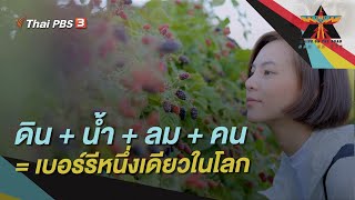 ดิน + น้ำ + ลม + คน = เบอร์รีหนึ่งเดียวในโลก | A Life on the Road  ถนน คน ชีวิต