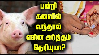 பன்றி கனவில் வந்தால் என்ன அர்த்தம் தெரியுமா? | What does it mean if the pig comes in your dream