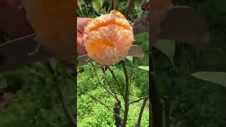 🍇 果樹園での果実合成 🍍 美味しい果物 | Farm Fresh Ninja Fruit Cutting