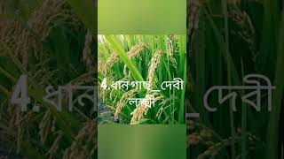 নবপত্রিকায় ব‍্যবহৃত নয়টি গাছে নয়টি দেবীর রূপ 🙏🙏🌱🌱#shorts #durgapuja2022