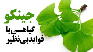 معجزه ای به نام جینکو را بشناسید