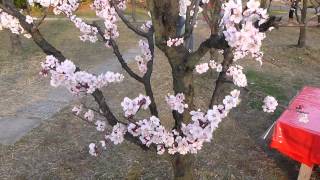 梅の花 満開近し 梅小路公園 京都 Palm Flower Umekoji Park Kyoto Japan