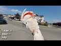 cockatoo throws tantrum over crab apples subtitles