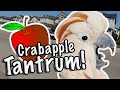 Cockatoo Throws Tantrum Over Apples (subtitles)