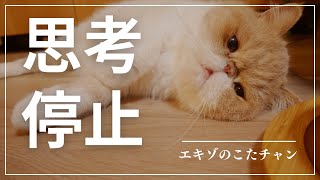 何も考えたくない時に見る猫動画　〜とにかく癒されたいあなたへ〜エキゾチックショートヘア