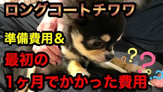 ロングコートチワワ ブラックタン／子犬の飼い方育て方／室内犬 初めて飼う／チワワ 費用／チワワを飼う準備／犬 飼育費用／ペットおもしろ動画／ペット 大変なこと／可愛いチワワの映像【暴れん坊 大吉】