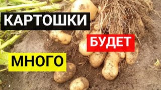 Как повысить урожай картофеля в 2 раза? Картофель будет крупным и вкусным