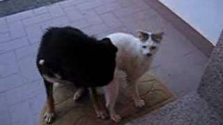 Dog & Cat in Love Dog & Cat in Love