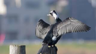 繁殖羽に換わった東京のカワウ