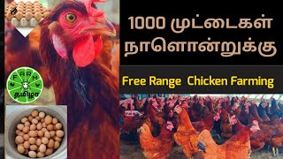 நாளொன்றுக்கு 1000 முட்டைகளா!!!! | முட்டை கோழி வளர்ப்பு | FREE RANGE CHICKEN FARM |