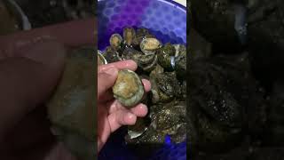 Fresh abalone of Philippines🥰 libre lang basta masipag ka💜 #trending #abalone