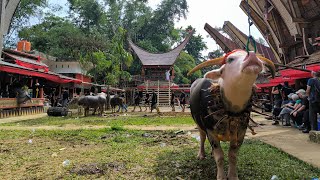 Si Ganteng Kinallona Nene' - Rambu Solo', Toraja Utara 2024