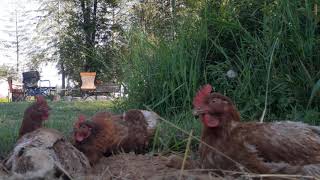 The Dusting Of The Chickens