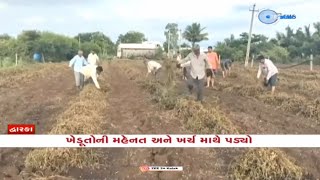 Gujarat Rains: Farmers in Dwarka face huge crop loss due to incessant unseasonal rainfall in region