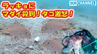 マダイ殺到！タコ激怒！？ラッキョはルアーにて最強である事を検証 パート１ Red sea bream and octopus love pickled scallion lure