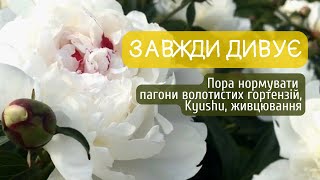 Завжди дивує! Нормування пагонів волотистих гортензій, Kyushu, реальність живцювання