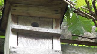 Die Blaumeise ( Cyanistes caeruleus) während der Aufzucht der Jungen ( 20.05.2011)