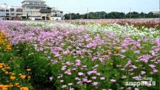 2012 彩虹橋頭.花田喜事 Kaohsiung Ciaotou Flower Show [HD]