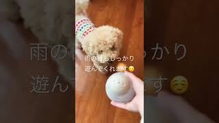 3coins おやつトイ買ってみた　#でかいぬ　#愛犬