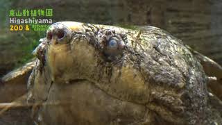 【東山動植物園公式】迫力のワニガメ《 ワニガメ　カメ　爬虫類  》