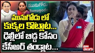 మునుగోడు లో కుక్కల కొట్లాట...ఢిల్లీలో బిడ్డ కోసం కేసీఅర్ తండ్లాట ..| YS Sharmila Comments