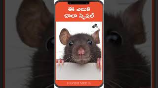 ఈ ఎలుక చాలా స్పెషల్ | Havish Media