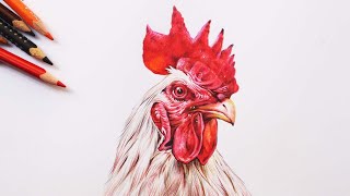 Rooster head drawing in color pencils | Drawing a Cock head | Chicken head drawing