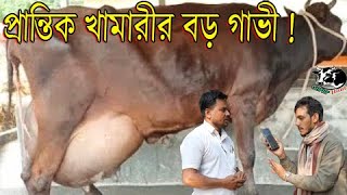 সরাসরি প্রান্তিক খামারীর বড় গাভী ।সকল ব্যবসায়ীর থেকে সর্বোচ্চ পর্তায়ে বিক্রির চ্যালেঞ্জ ।Krishi TV