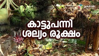 പട്ടാമ്പി കിഴായൂർ പ്രദേശത്ത് ജനങ്ങളെ ദുരിതത്തിലാക്കി കാട്ടുപന്നി ശല്യം രൂക്ഷമായി Pattambi | Keezhoor