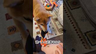 \\\\柴犬ロク//珍しくお父さんと遊ぶ👨手を離してもまだ遊べよと言わんばかりの雰囲気🐕 #柴犬ロク #柴犬 #犬 #柴犬のいる暮らし #遊びたい #遊んで欲しい #お父さん #おもちゃ