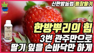 글로바이오 친환경 신한방농법 초간단 인터뷰 ★ 평창군 딸기 초간단 사례 후기★★