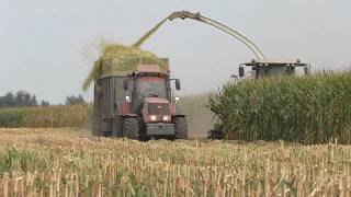 Belarusian harvest: Corn for silage: JAGUAR 870 and MTZ