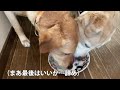 お腹の調子が悪い犬用のごはんを作ってみた（その１） 犬に手作りごはん