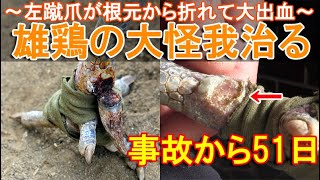 ニワトリの大怪我が治る～左足の蹴爪が根元から折れて大出血した名古屋コーチン雄鶏～