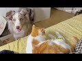 怎么会有这么和谐的猫猫狗狗？我都要吃醋了！｜淋雨的蝎子