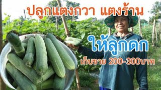 ปลูกแตงกวา แตงร้านให้ลูกดกมากๆ เทคนิคดีๆ พร้อมเก็บขายทุกวันวันละ200-300บาท