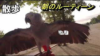 ヨウムのクリックと飼い主の朝のルーティーン　散歩からゲージの掃除まで