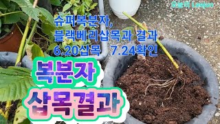 슈퍼복분자,블랙베리삽목과 결과 6.20삽목7.24 발근확인