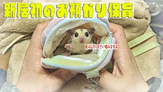 またまた急遽運ばれてきたジコジコ威嚇モモンガちゃん新居初のお預かり保育