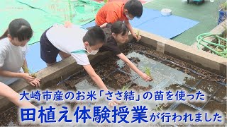 【台東区×宮城県大崎市　姉妹都市提携４０周年】大崎市産のお米「ささ結」の苗を使った田植え体験授業