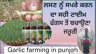 Garlic farming ਵਿੱਚ ਆ ਗਿਆ ਲਸਣ ਨੂੰ ਸਹੀ ਟਾਈਮ ਸੰਭਾਲਣ ਦਾ ਹੁਣ ਲਸਣ ਤੇ ਫੰਗਸ ਦਾ ਅਟੈਕ ਹੋਣ ਦਾ ਡਰ #garlic