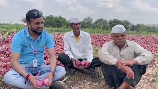 SCT Vedic Onion🧅- Granny pre-study📝 cultivation, best plot \u0026 more size 🧅