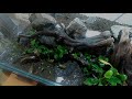 【アクアテラリウム】家にある観葉植物を使って水槽を立ち上げました🌿　【aquaterrarium】【nature aquarium】