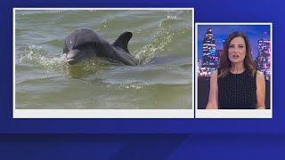 'Aggressive' dolphin reported along Texas coast