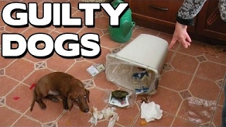 Funny Guilty Dogs Compilation! (BEST FUNNY ANIMAL COMPILATION) - Funny videos