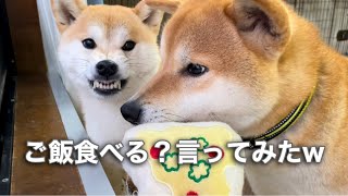 柴犬姉弟が揉めている時にご飯食べる？と言ってみた…w