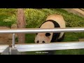 桜浜 突然始まる大暴れ💨木から落ちてもシレっと暴れるw🐼アドベンチャーワールド giantpanda